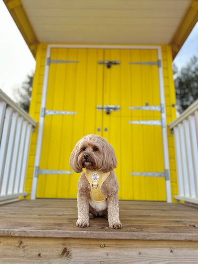 Shades of yellow - adjustable harness