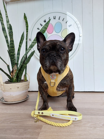 Shades of yellow - adjustable harness