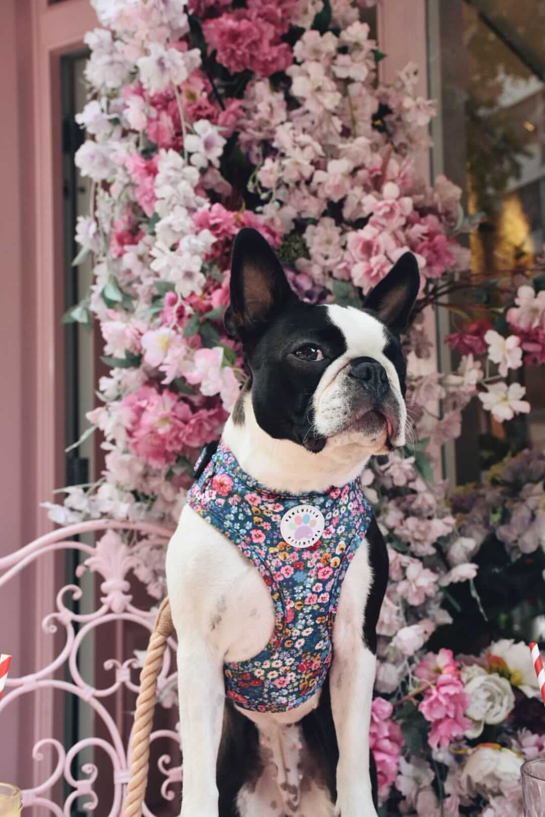 Wildflower Harness (7107796598953)