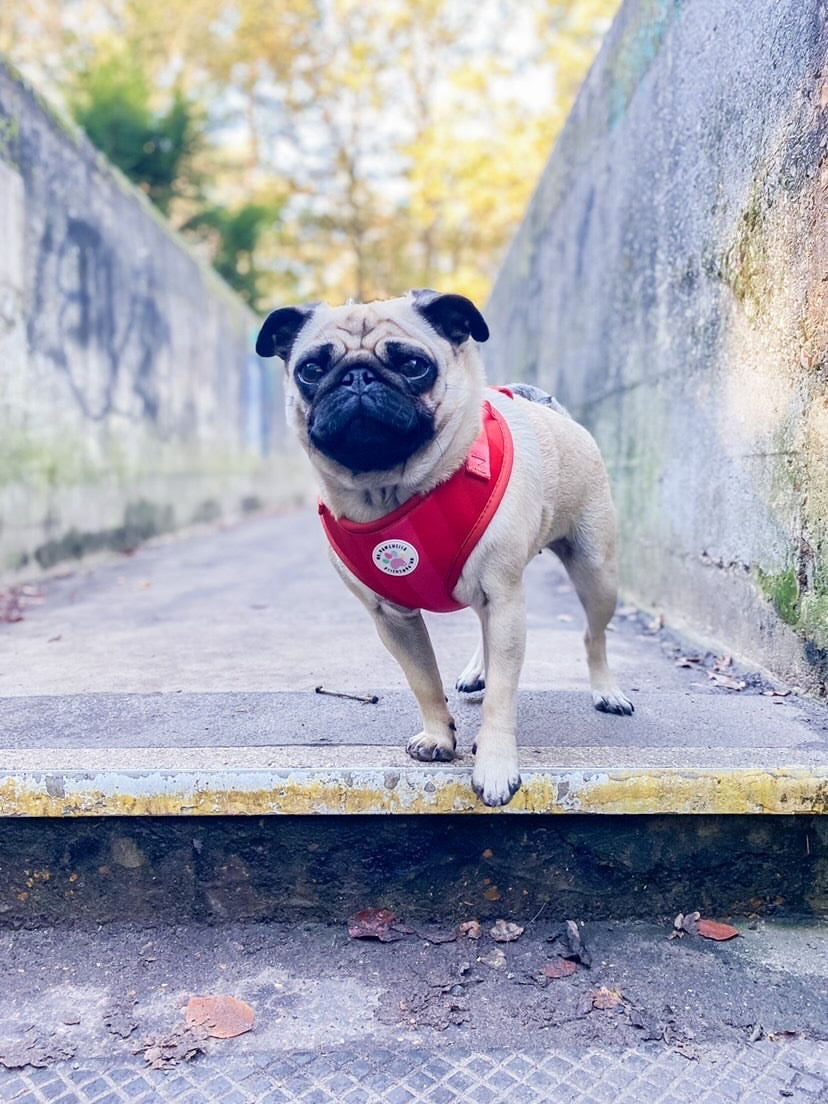 'Shades of Red' Harness (7302209142953)
