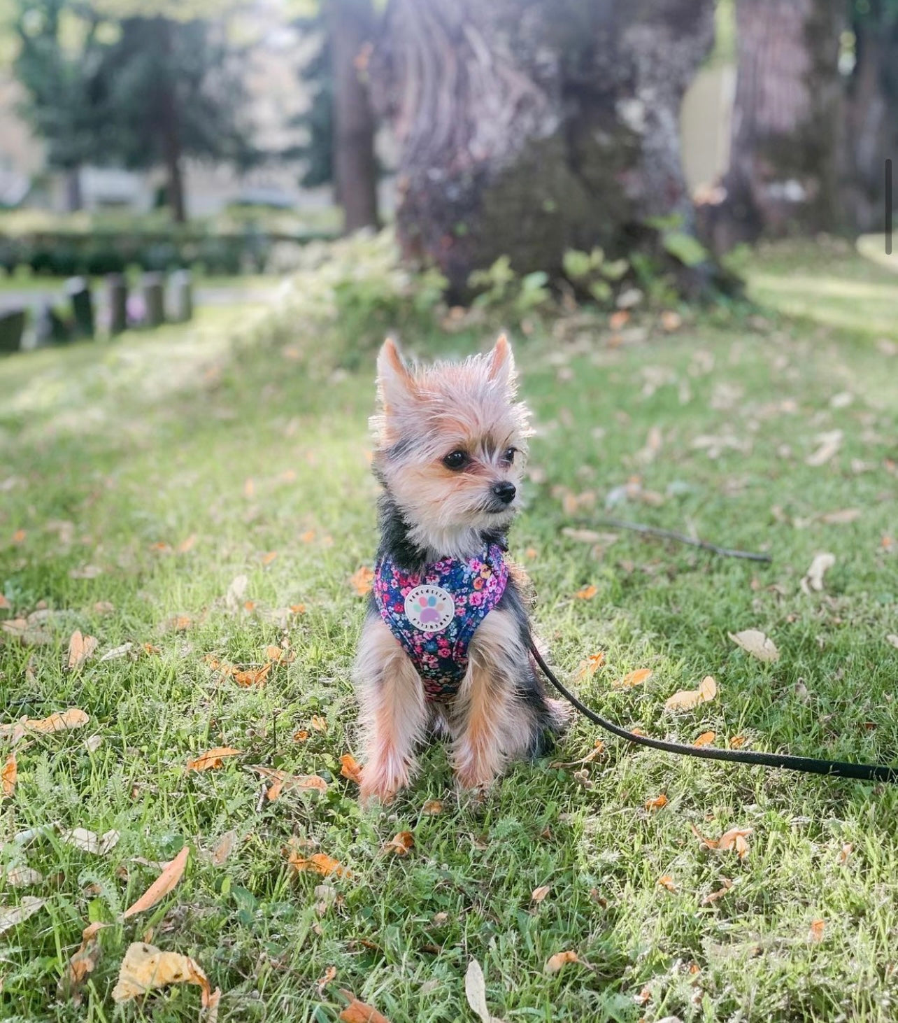 Wildflower Harness (7107796598953)
