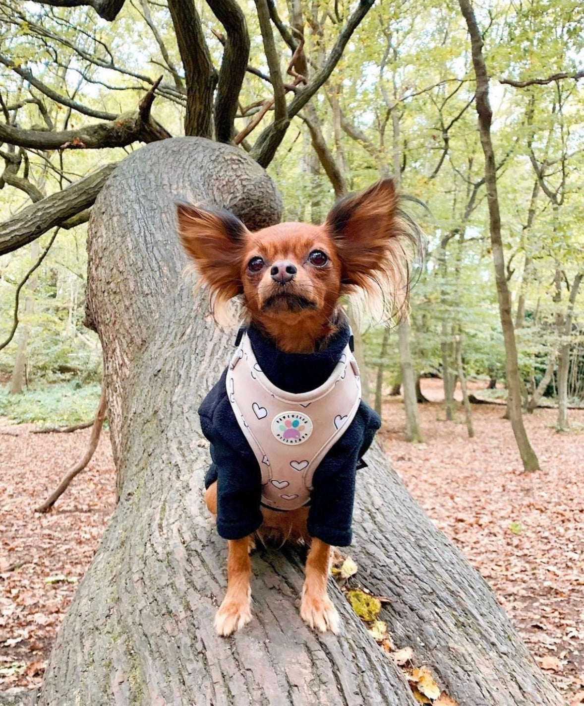 Heart of Gold Harness (6366082072745)