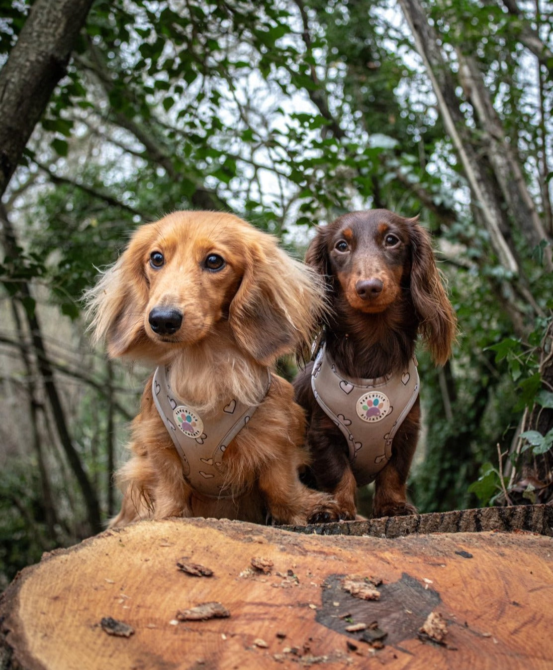 Heart of Gold Harness (6366082072745)