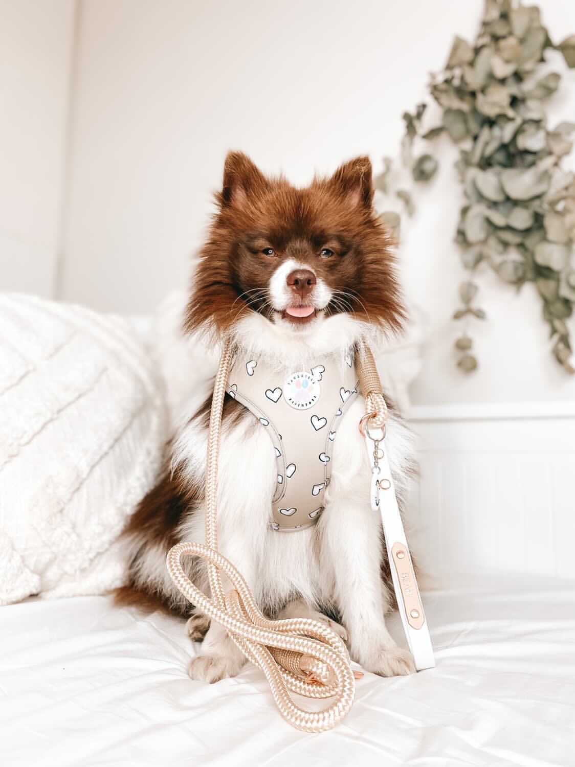 Heart of Gold Harness (6366082072745)