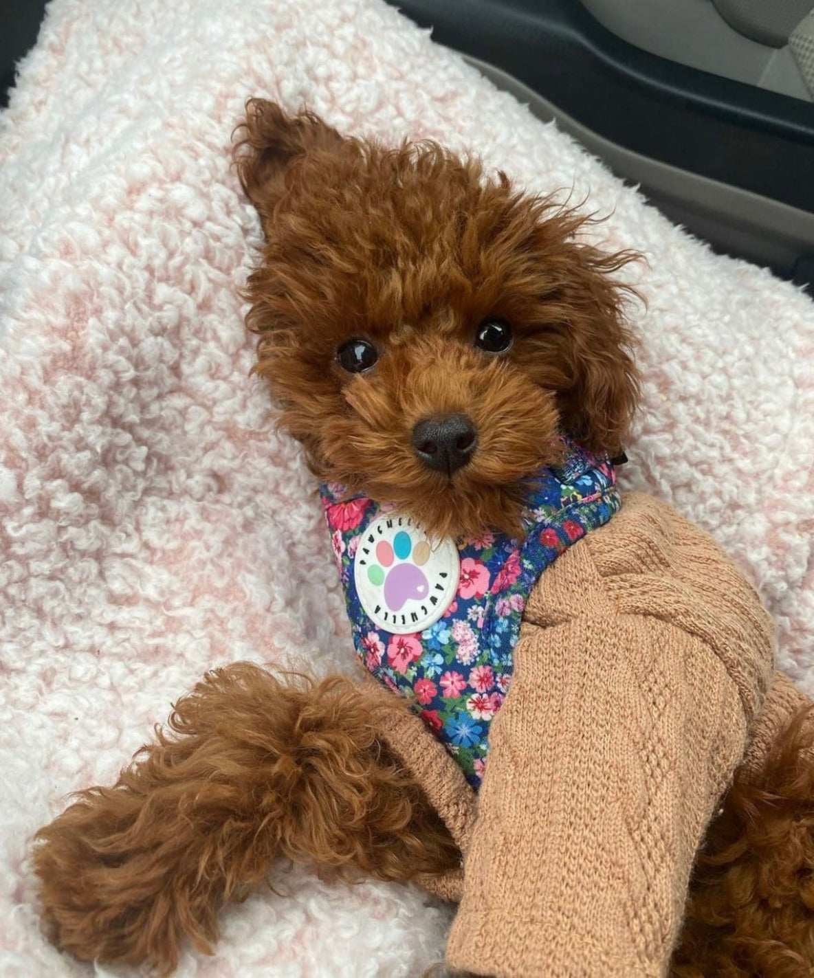 Wildflower Harness (7107796598953)