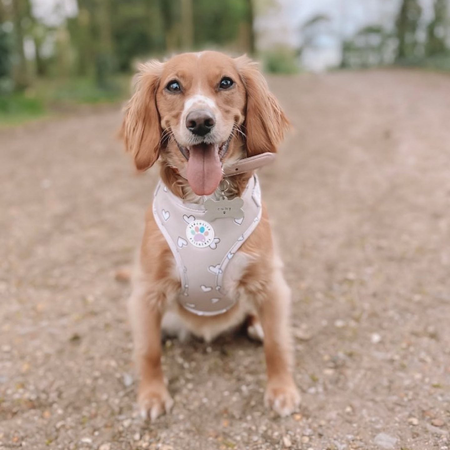 Heart of Gold Harness (6366082072745)