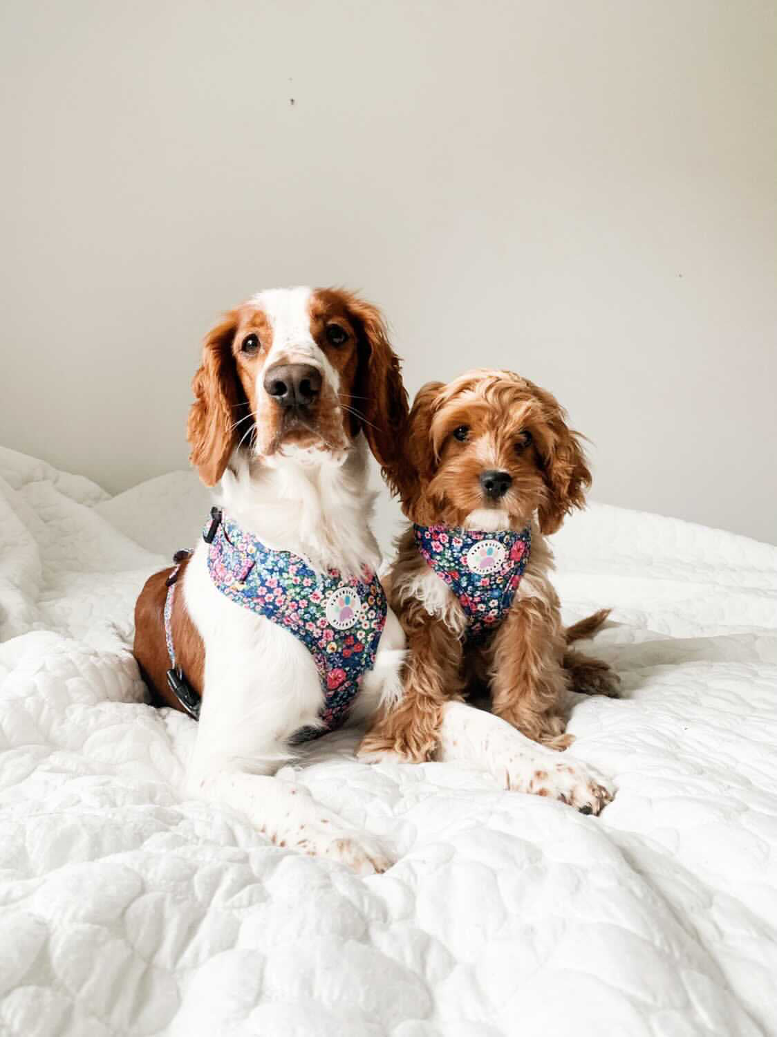 Wildflower Harness (7107796598953)