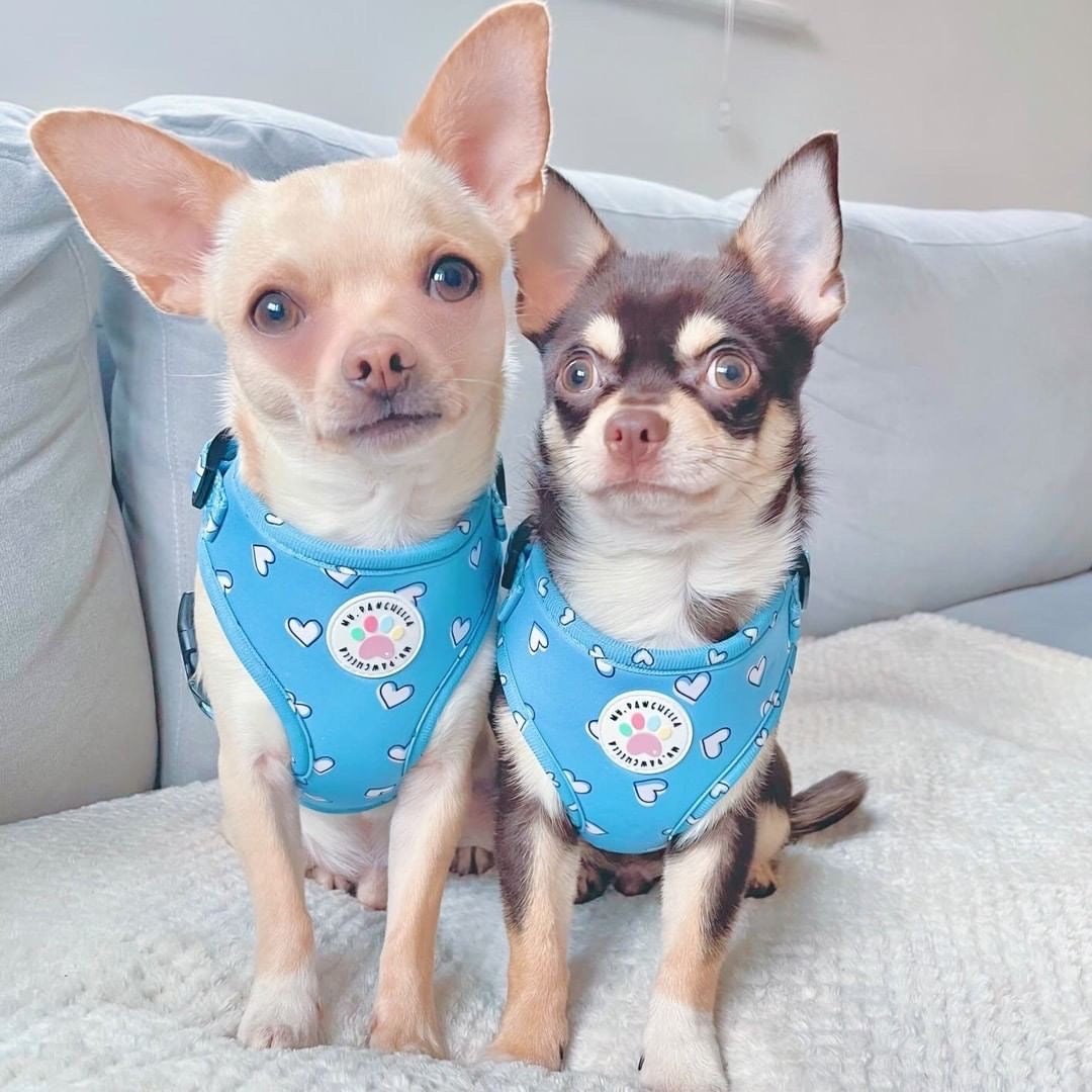 Heart of Blue Harness (7525888295139)