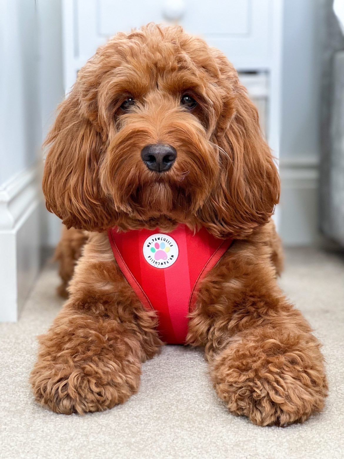 'Shades of Red' Harness (7302209142953)