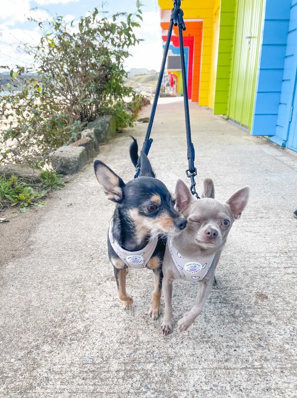 Heart of Gold Harness (6366082072745)