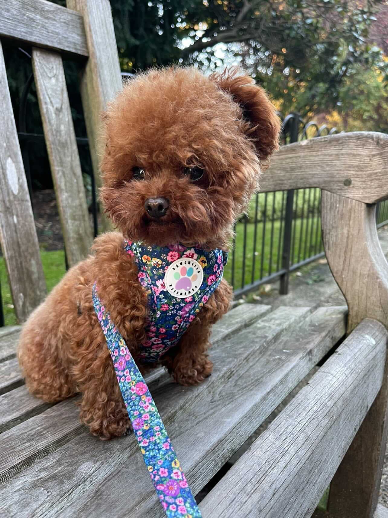 Wildflower Harness (7107796598953)