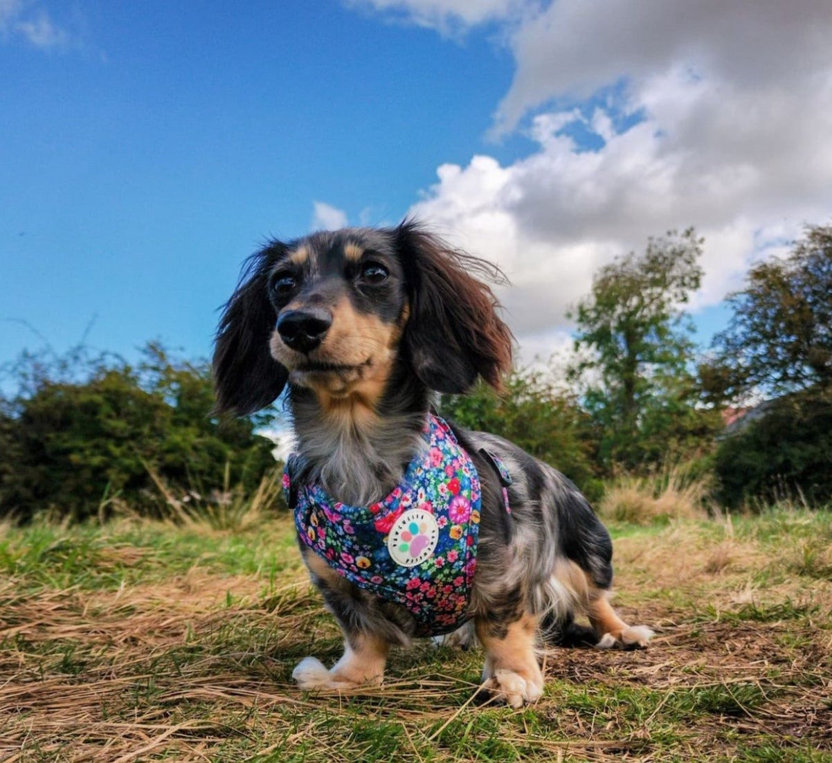 Wildflower Harness (7107796598953)