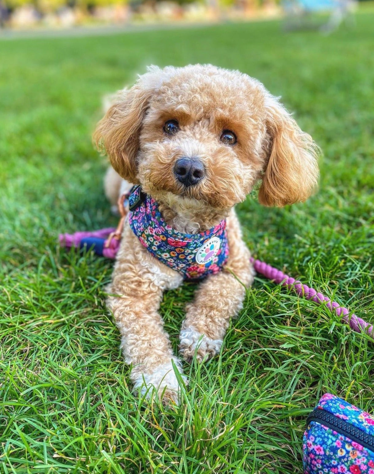 Wildflower Harness (7107796598953)