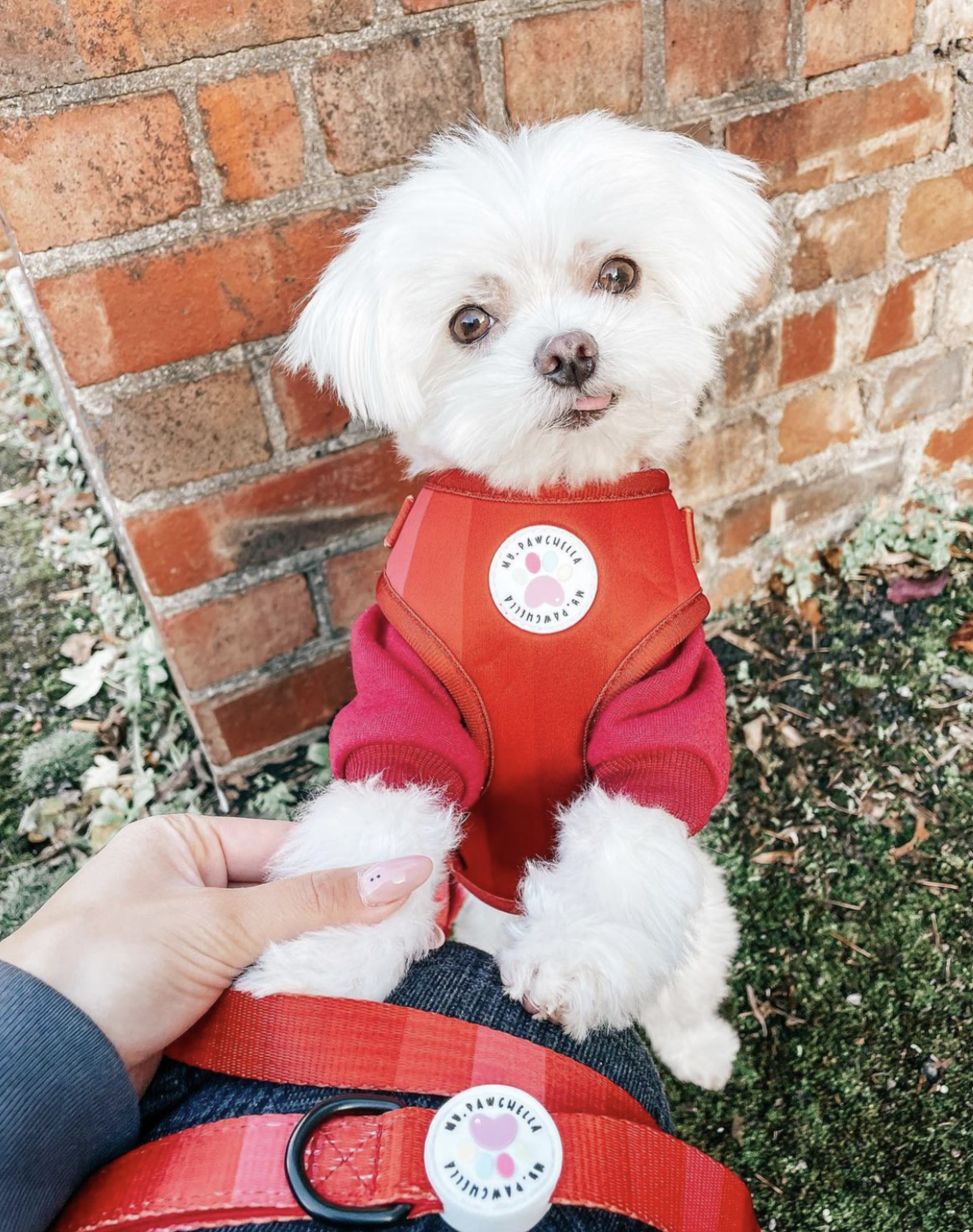 'Shades of Red' Harness (7302209142953)
