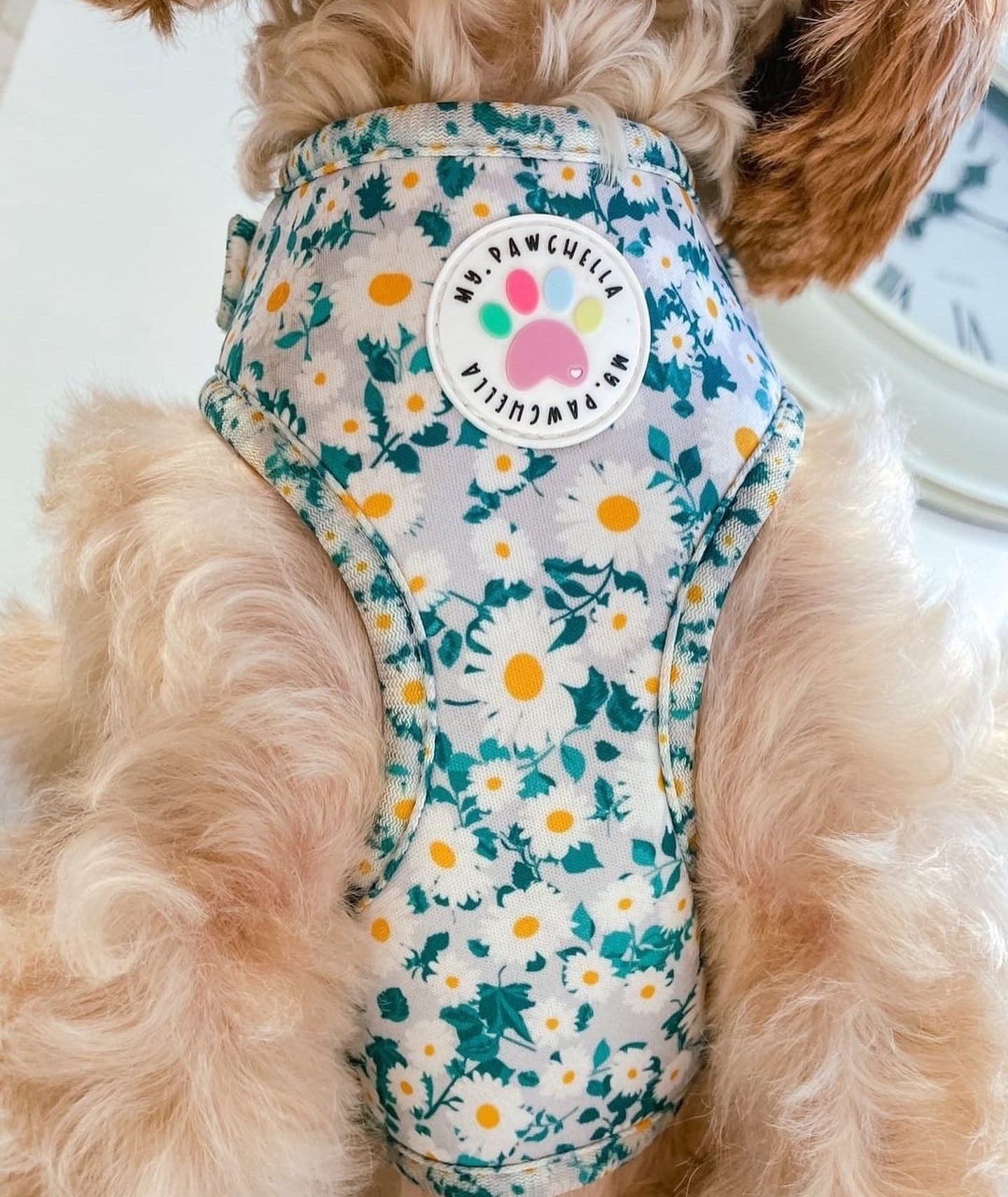 Oh my daisy Harness (7525287330019)