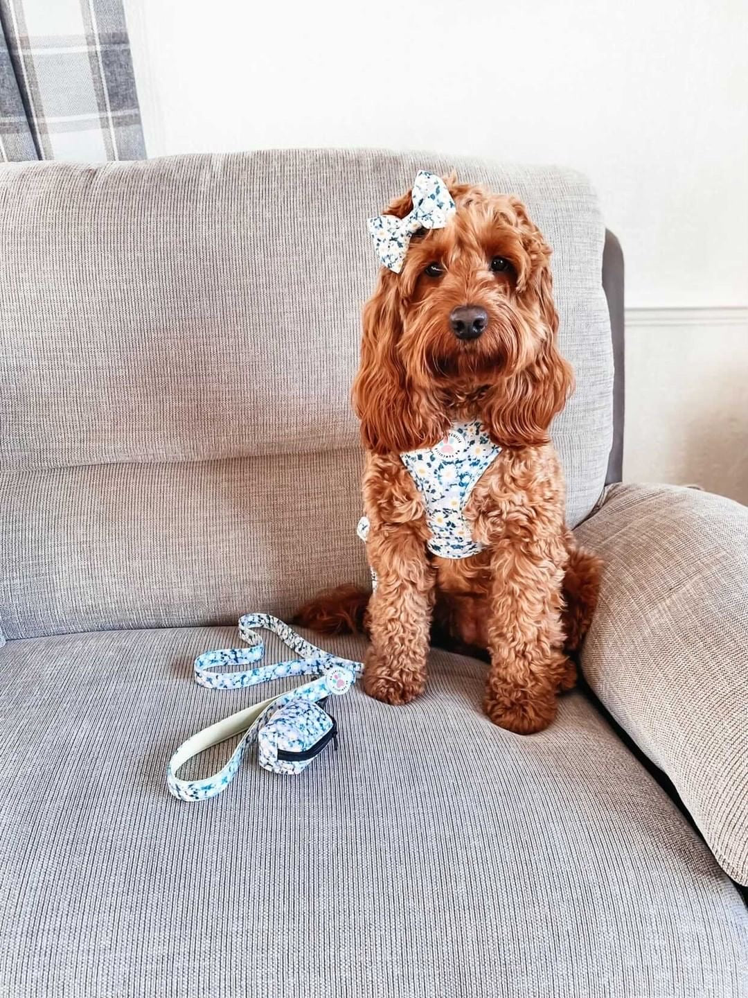 Oh my daisy Harness (7525287330019)