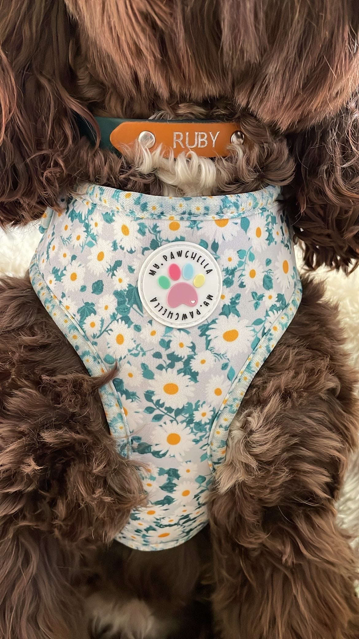 Oh my daisy Harness (7525287330019)