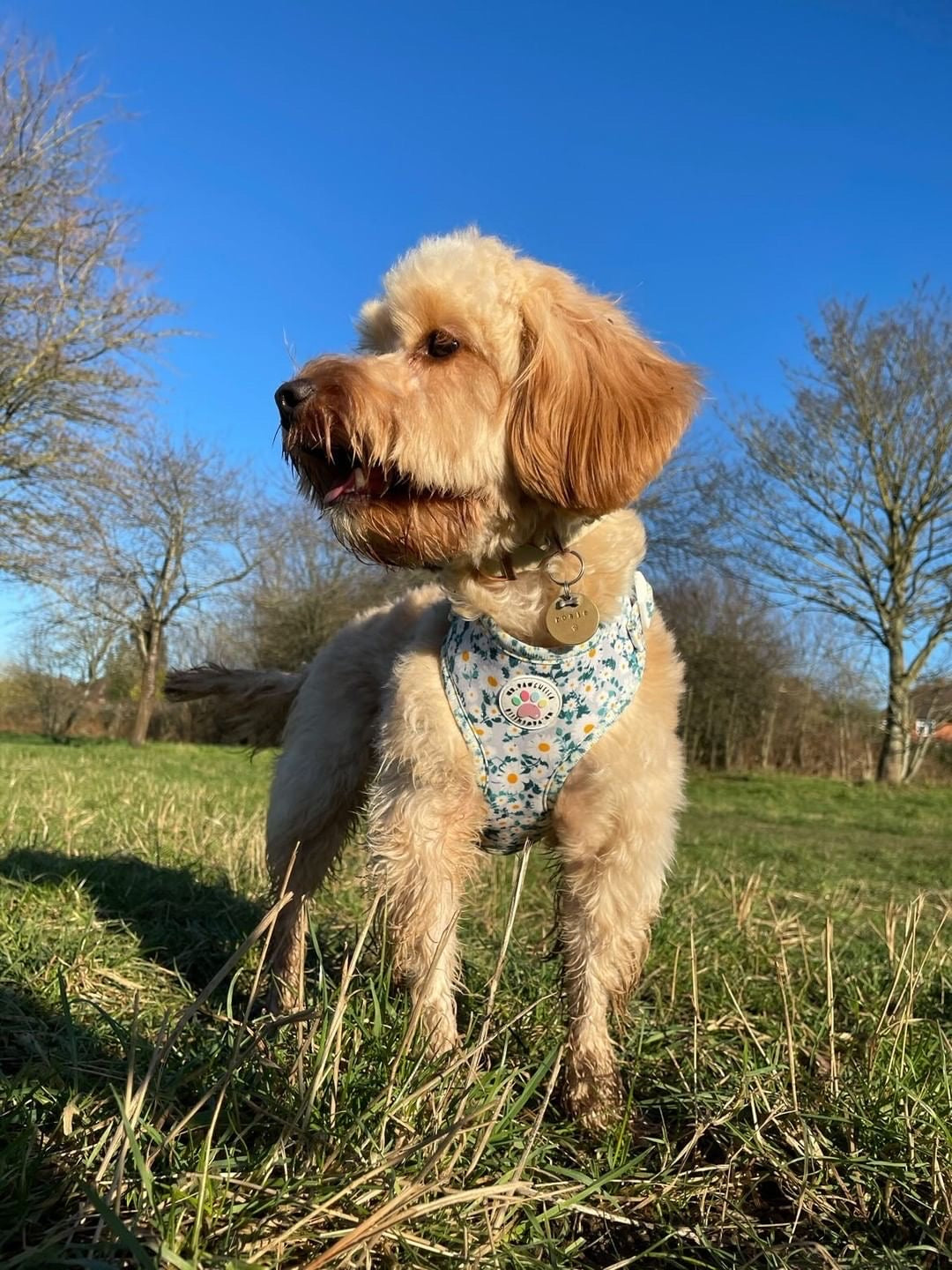 Oh my daisy Harness (7525287330019)