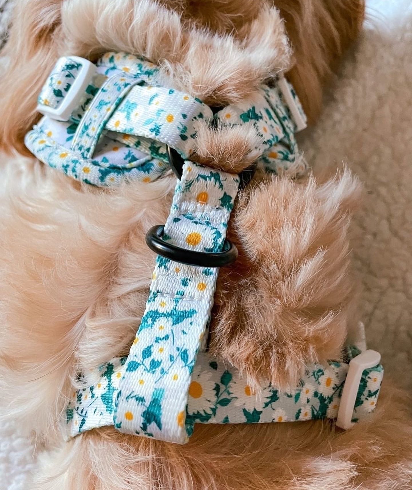 Oh my daisy Harness (7525287330019)