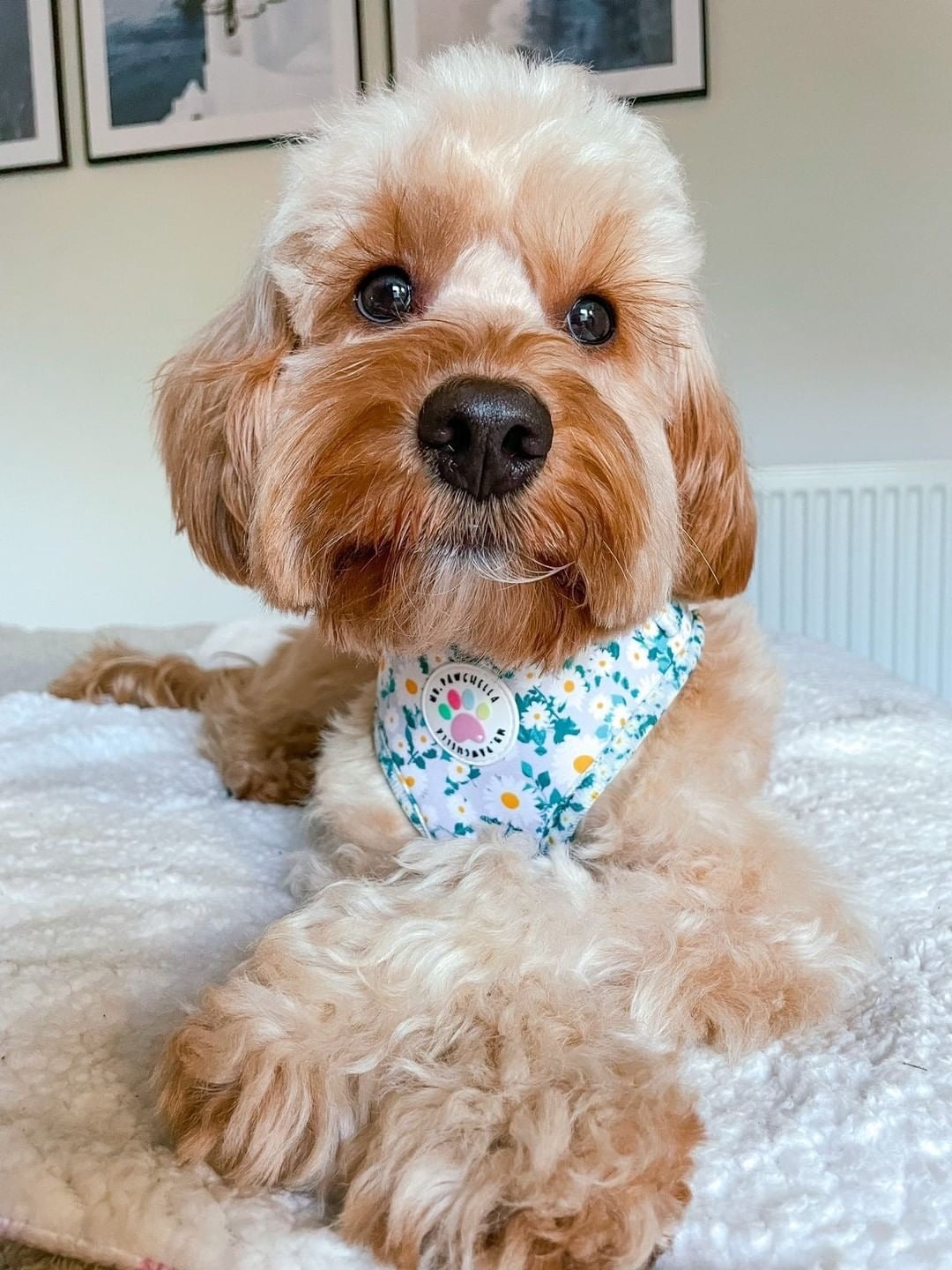 Oh my daisy Harness (7525287330019)