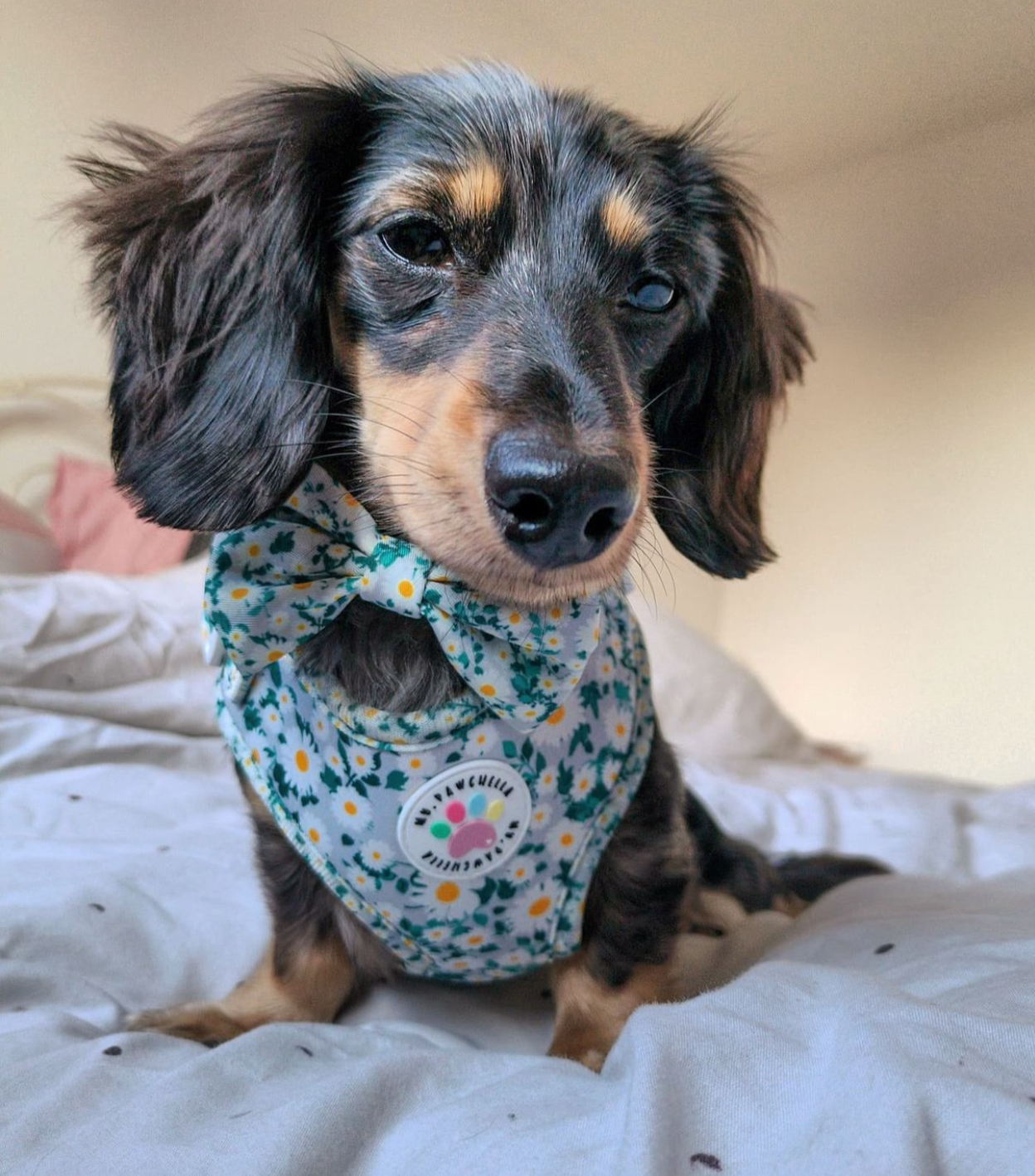 Oh my daisy Harness (7525287330019)