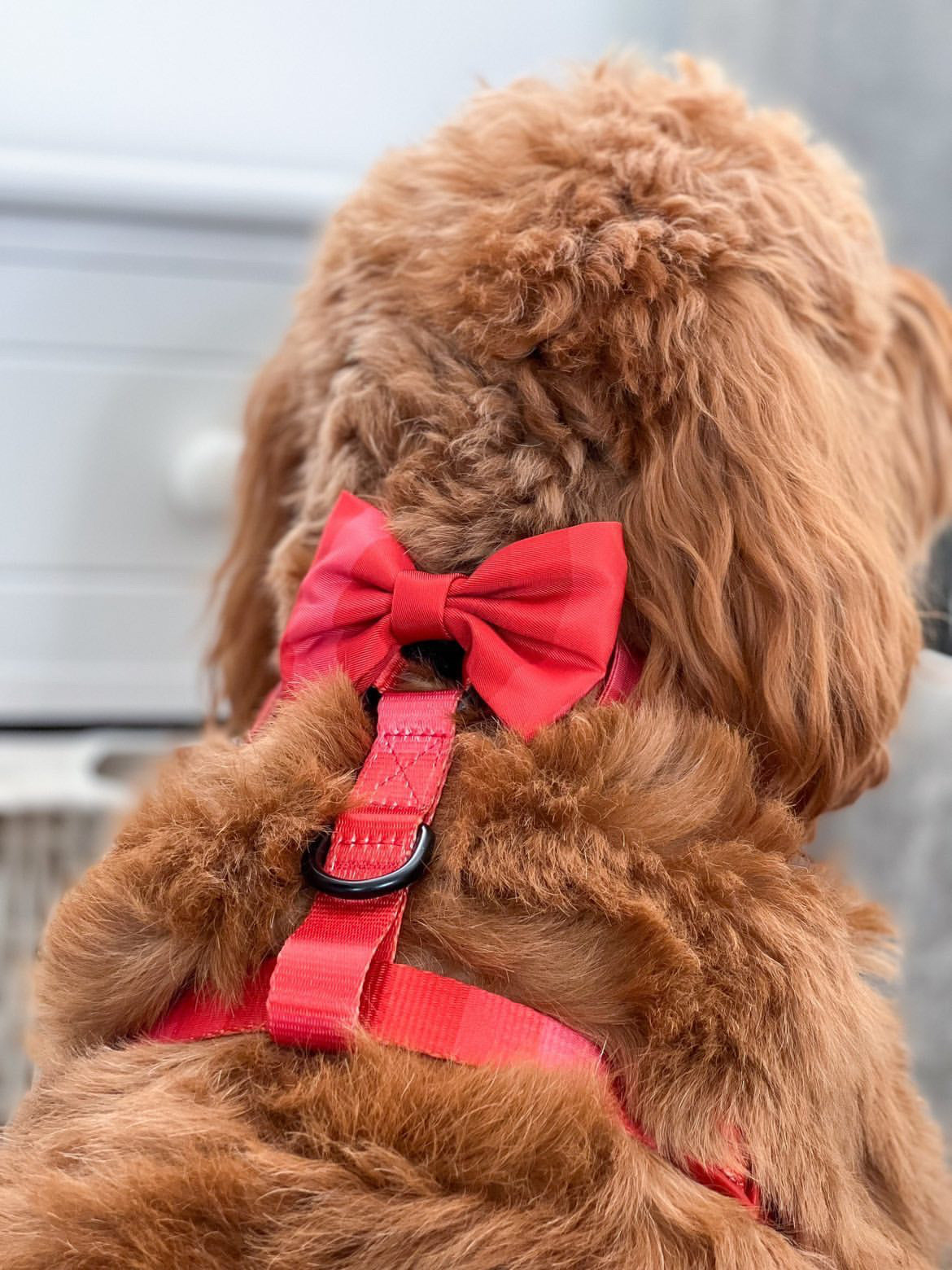 'Shades of Red' Harness (7302209142953)