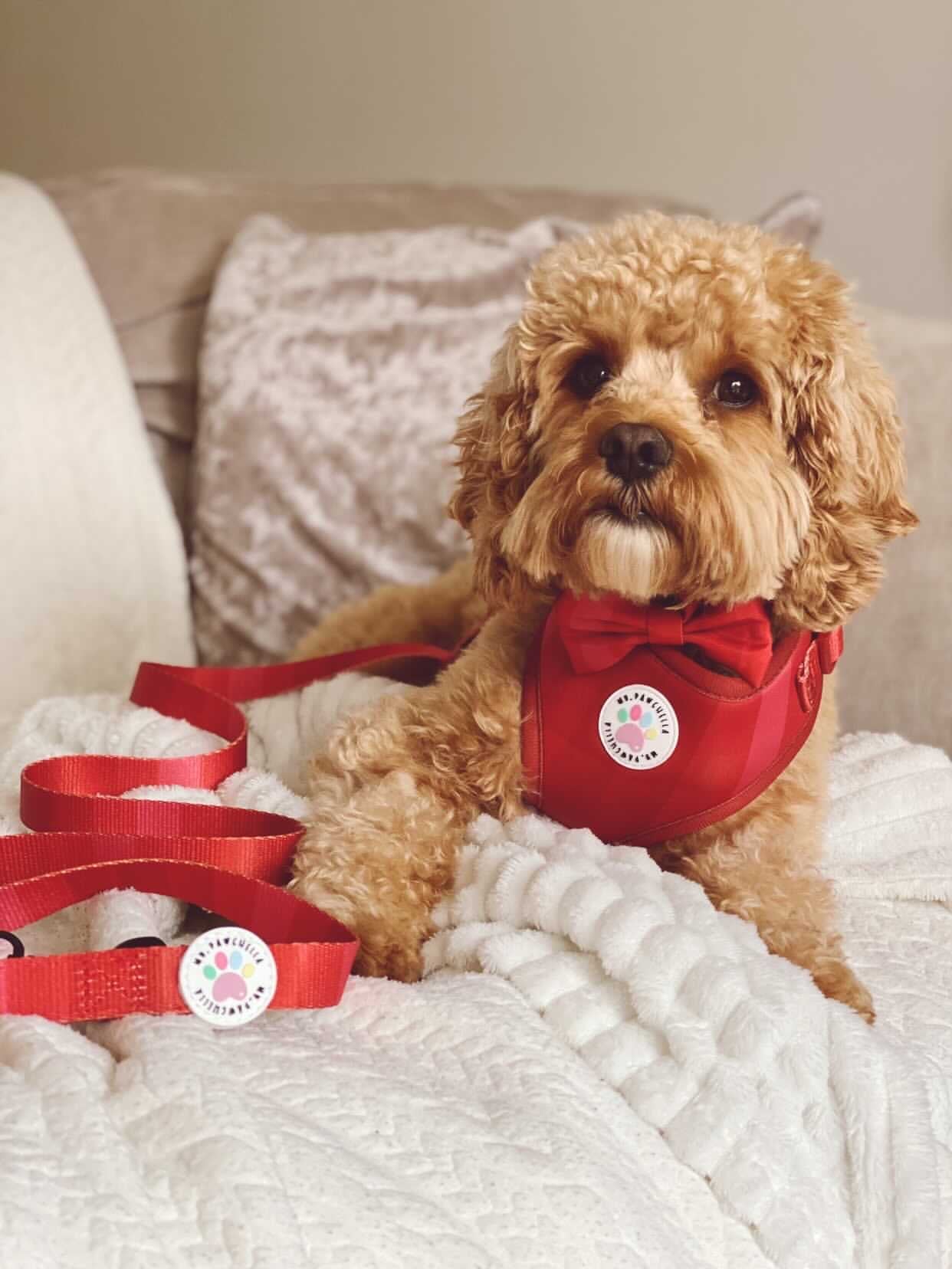 'Shades of Red' Harness (7302209142953)