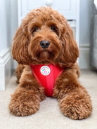 'Shades of Red' Harness (7302209142953)