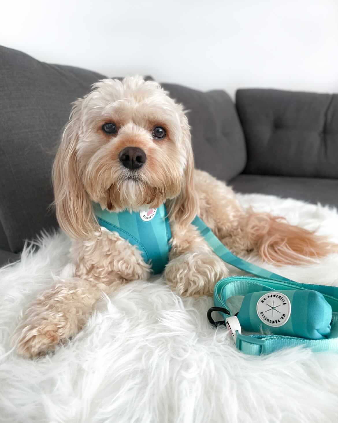 'Shades of Turquoise' Harness (7302209241257)