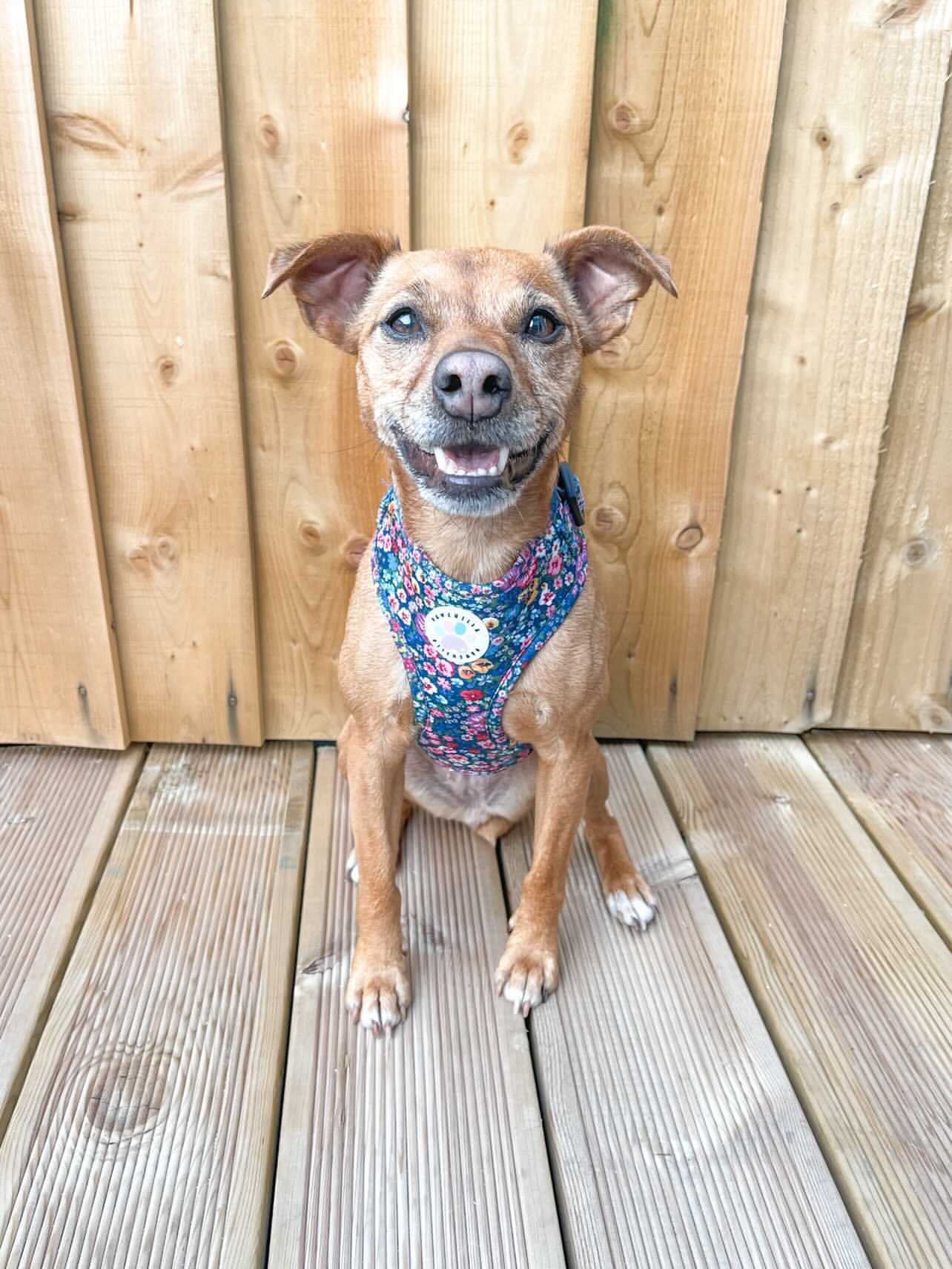 Wildflower Harness (7107796598953)