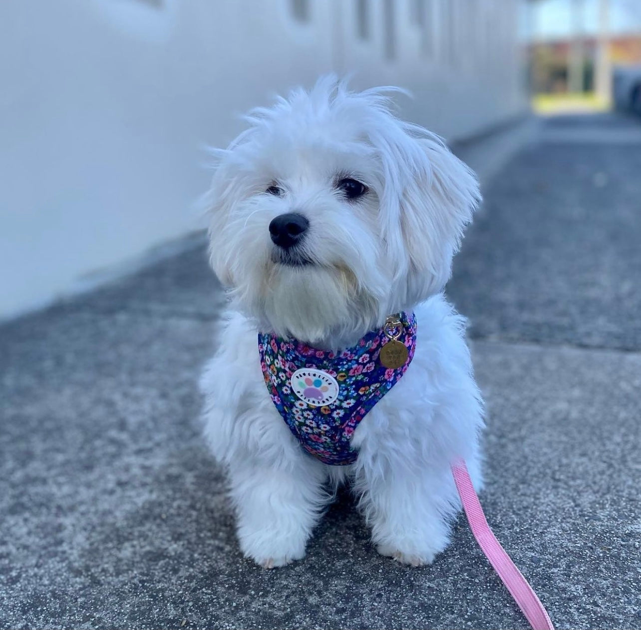 Wildflower Harness (7107796598953)