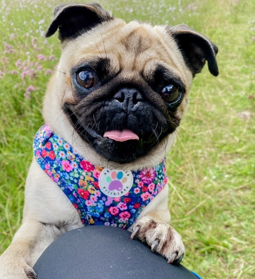 Wildflower Harness (7107796598953)