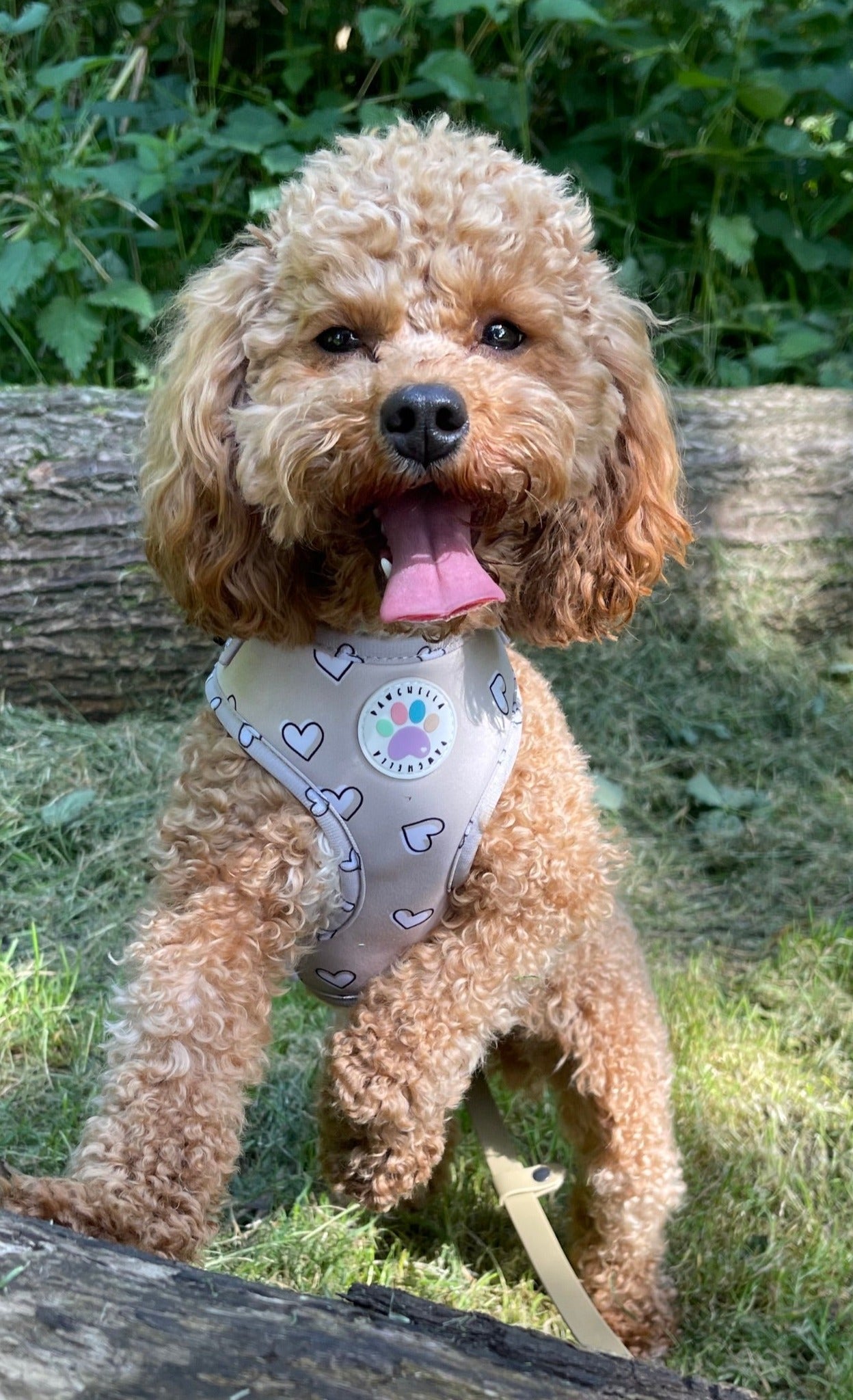 Heart of Gold Harness (6366082072745)