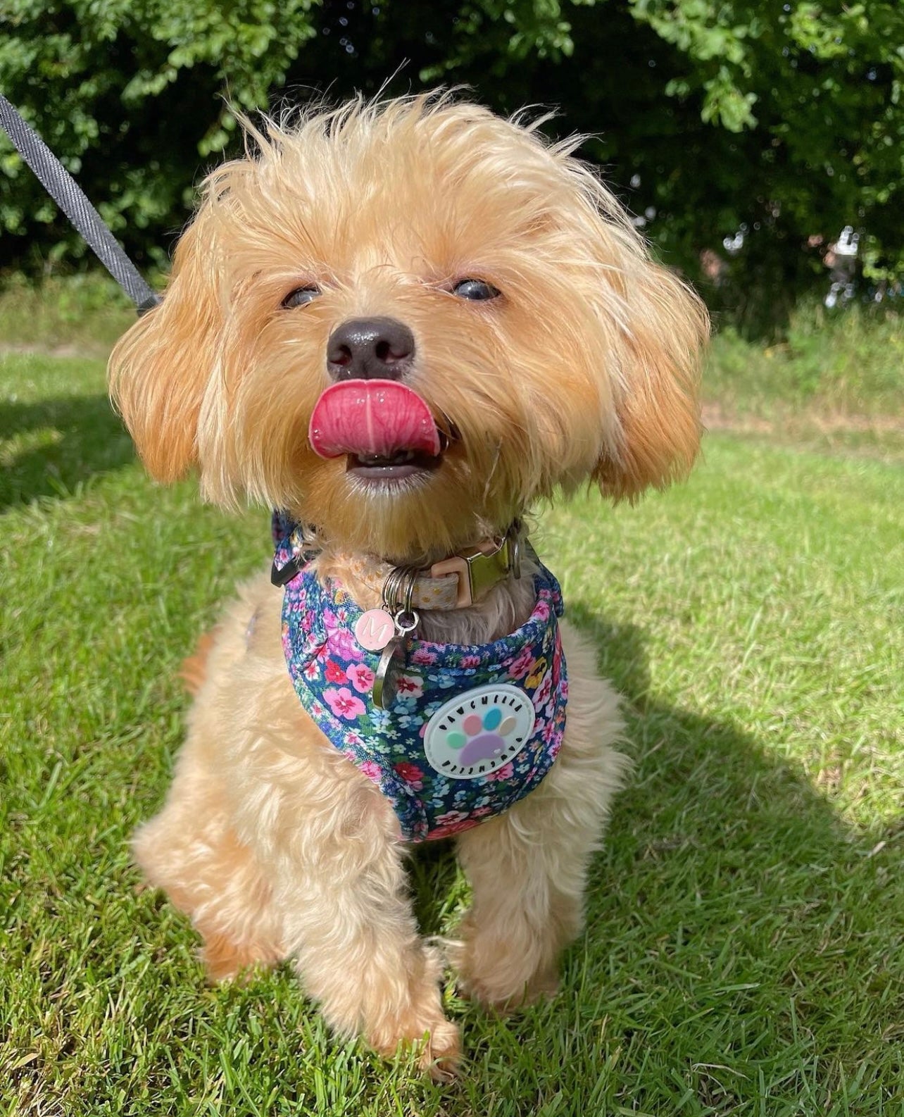 Wildflower Harness (7107796598953)