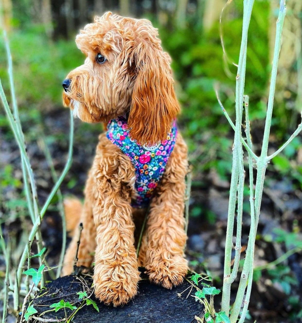 Wildflower Harness (7107796598953)