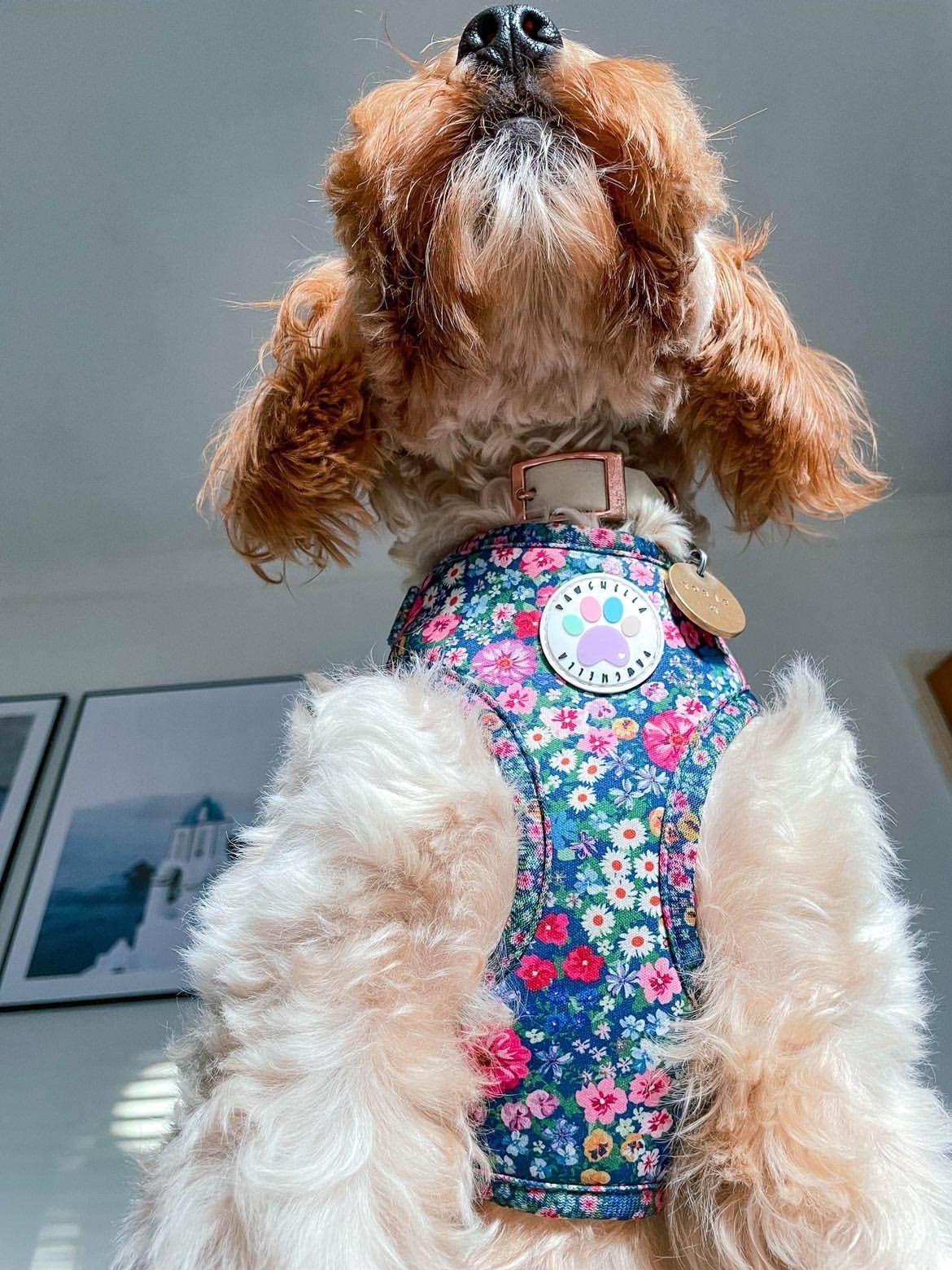 Wildflower Harness (7107796598953)