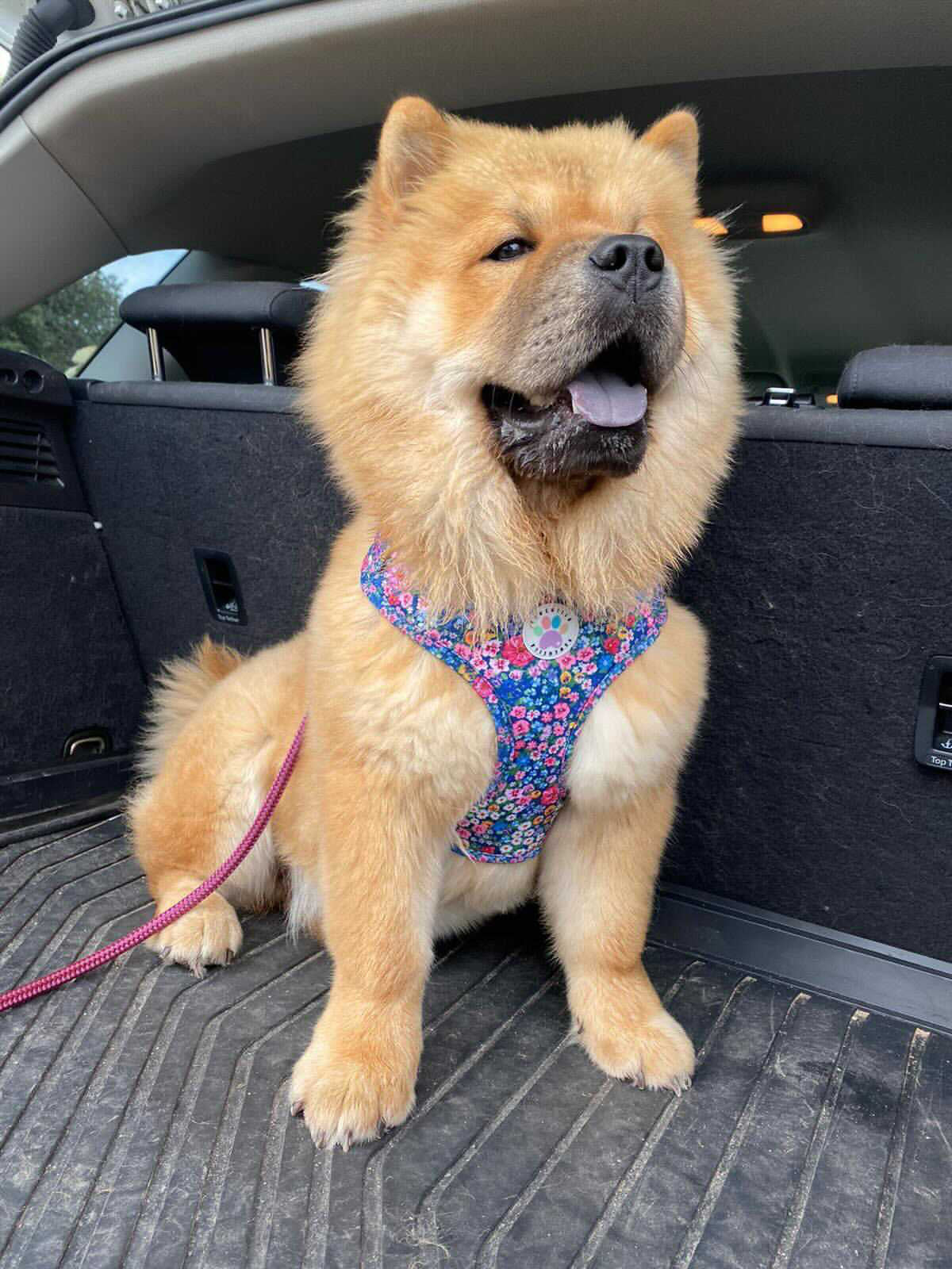 Wildflower Harness (7107796598953)