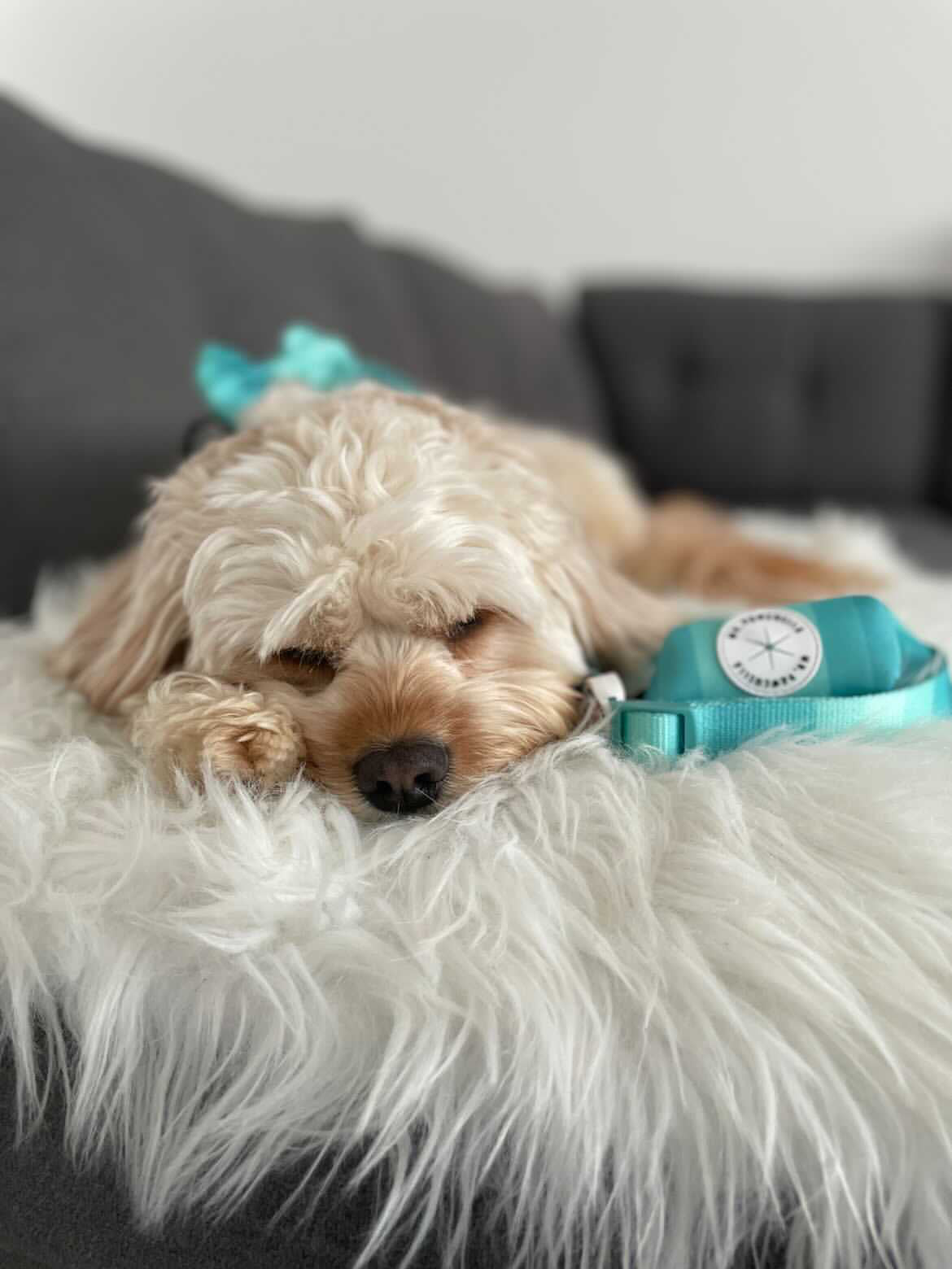 'Shades of Turquoise' Harness (7302209241257)