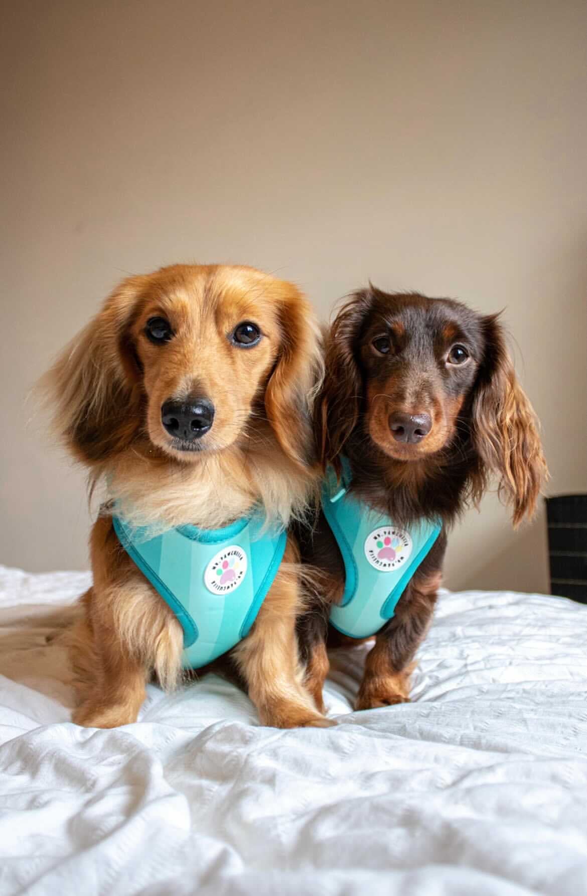 'Shades of Turquoise' Harness (7302209241257)