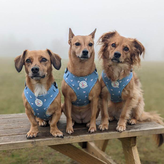 Heart of Blue Harness (7525888295139)