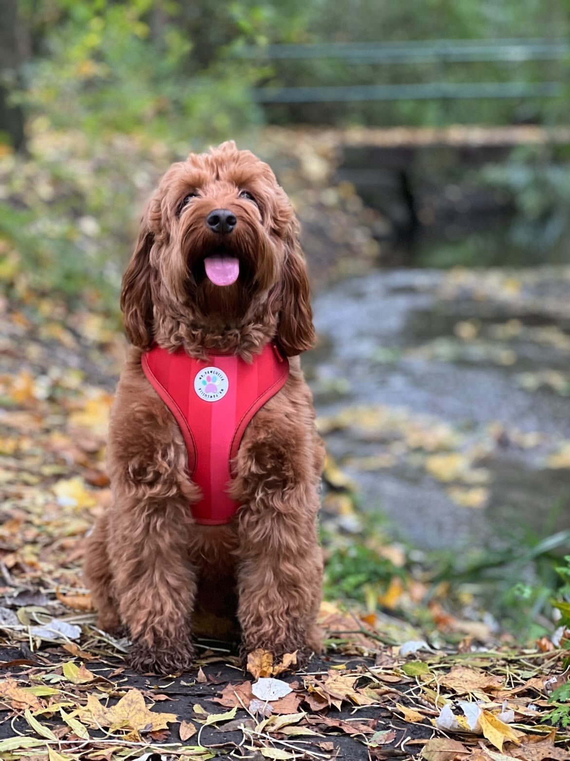 'Shades of Red' Harness (7302209142953)