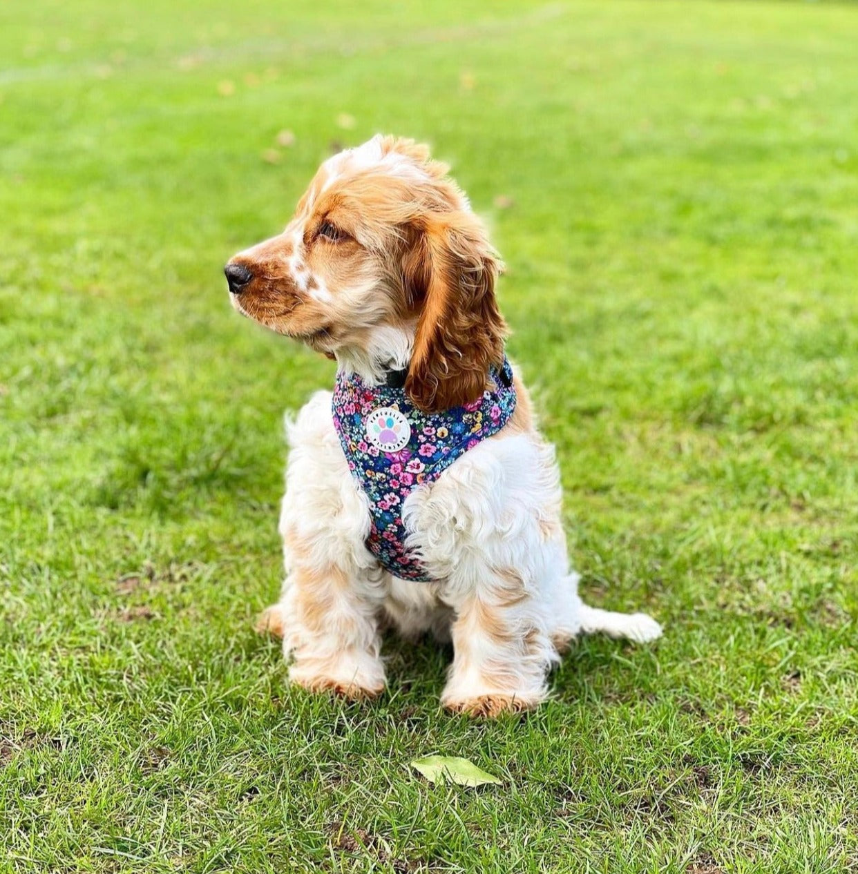 Wildflower Harness (7107796598953)