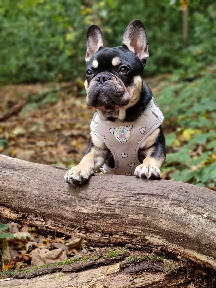 Heart of Gold Harness (6366082072745)