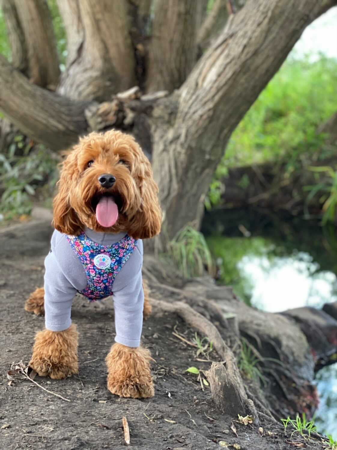Wildflower Harness (7107796598953)