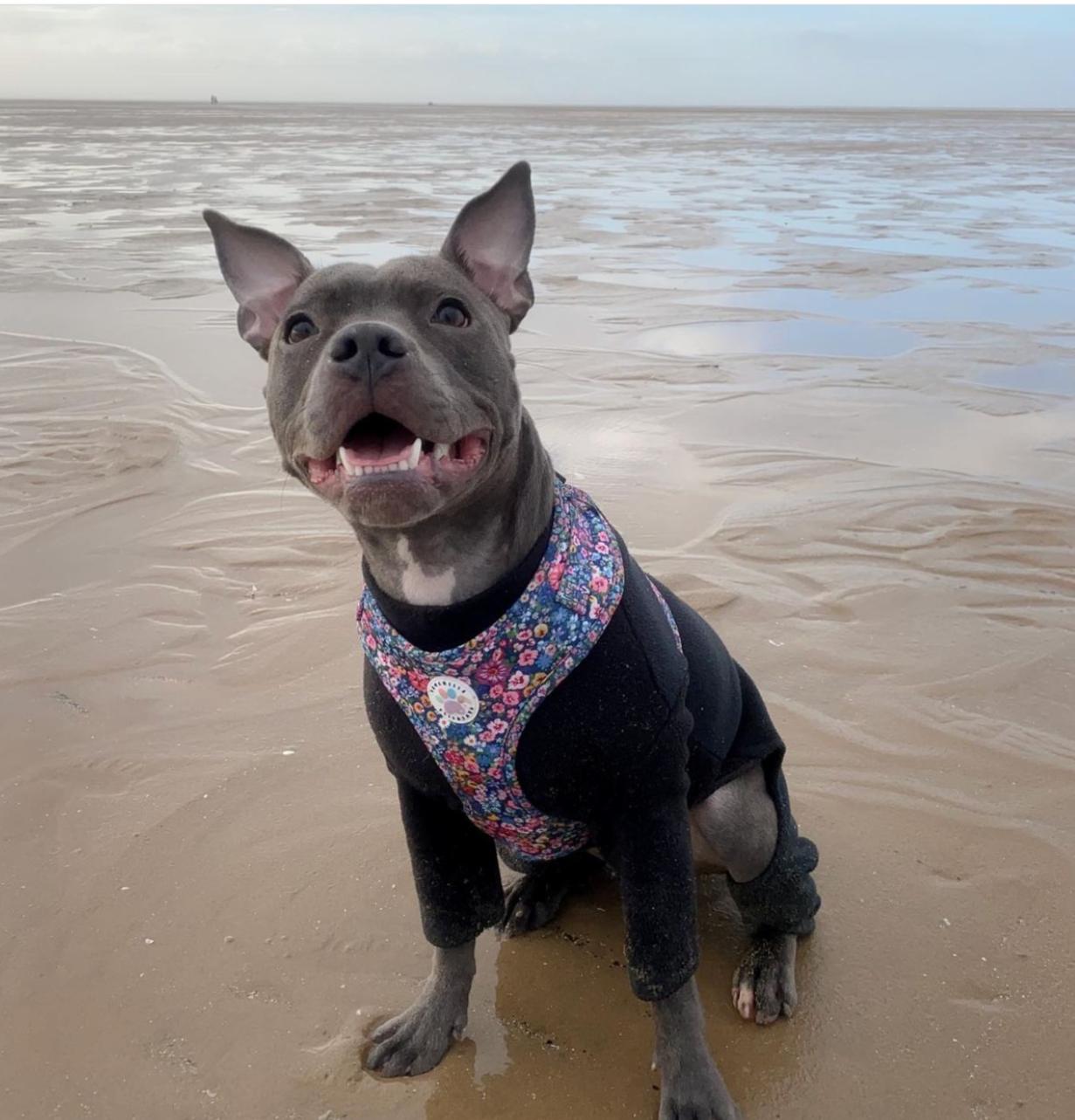 Wildflower Harness (7107796598953)