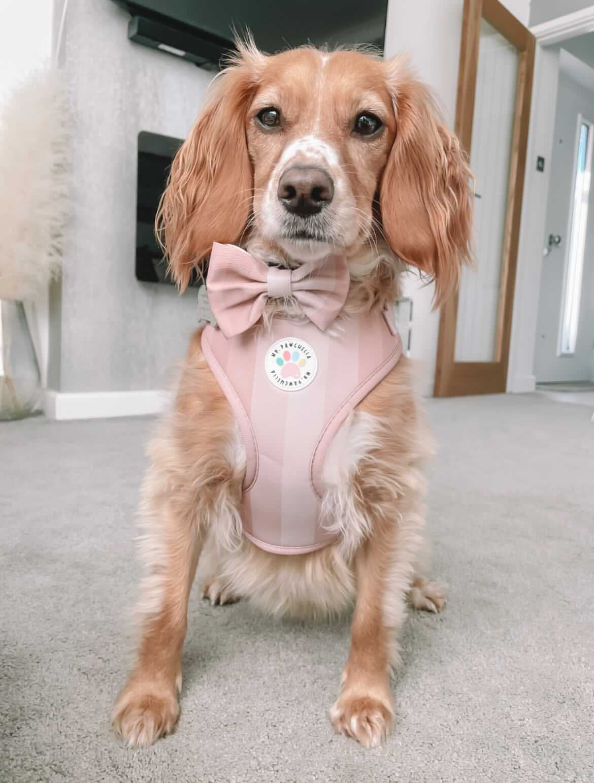 'Shades of Blush' Harness (7302208913577)