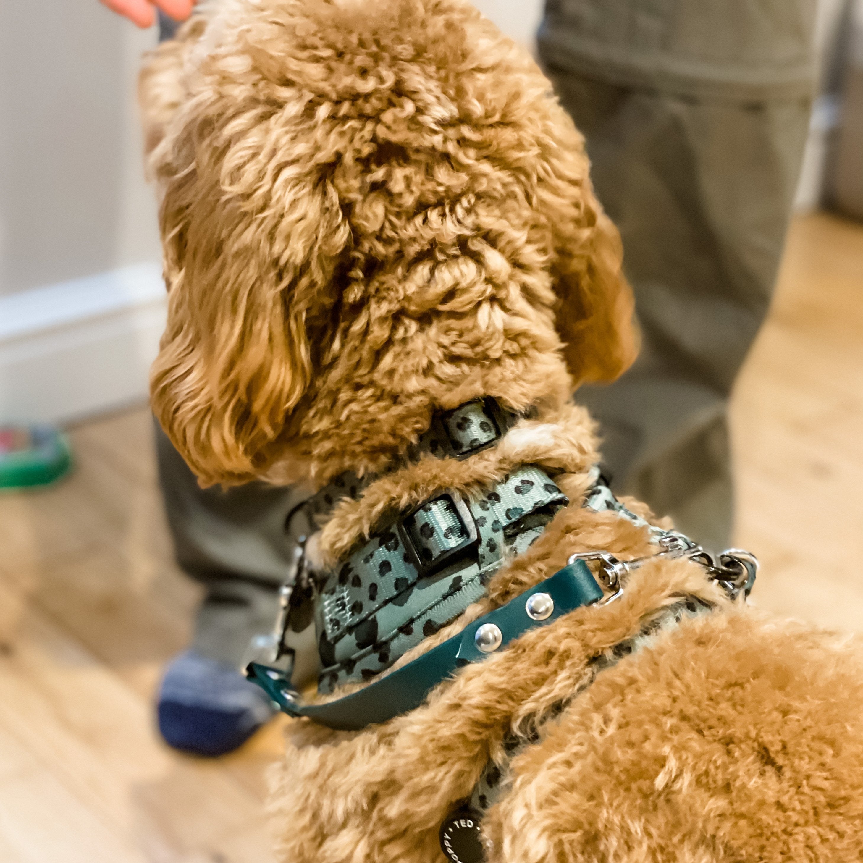 Biothane / coloured webbing Safety Strap (6407580745897)