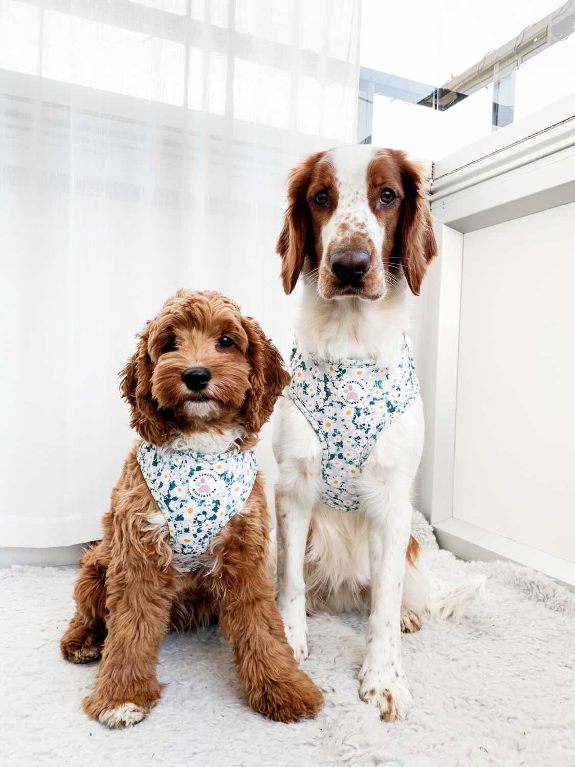 Oh my daisy Harness (7525287330019)