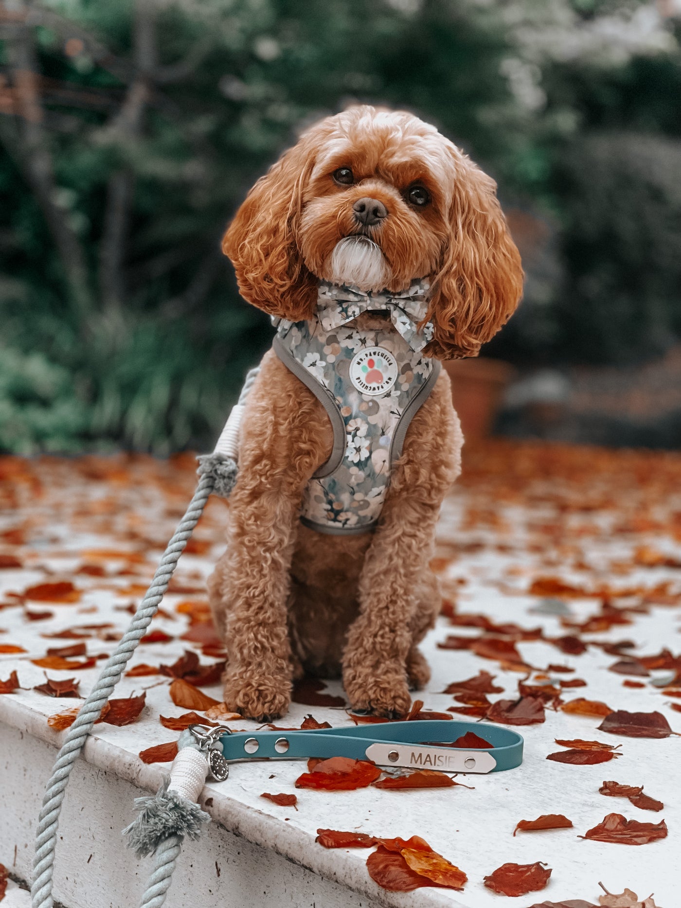 Adjustable harness - Winter Wonder Pup
