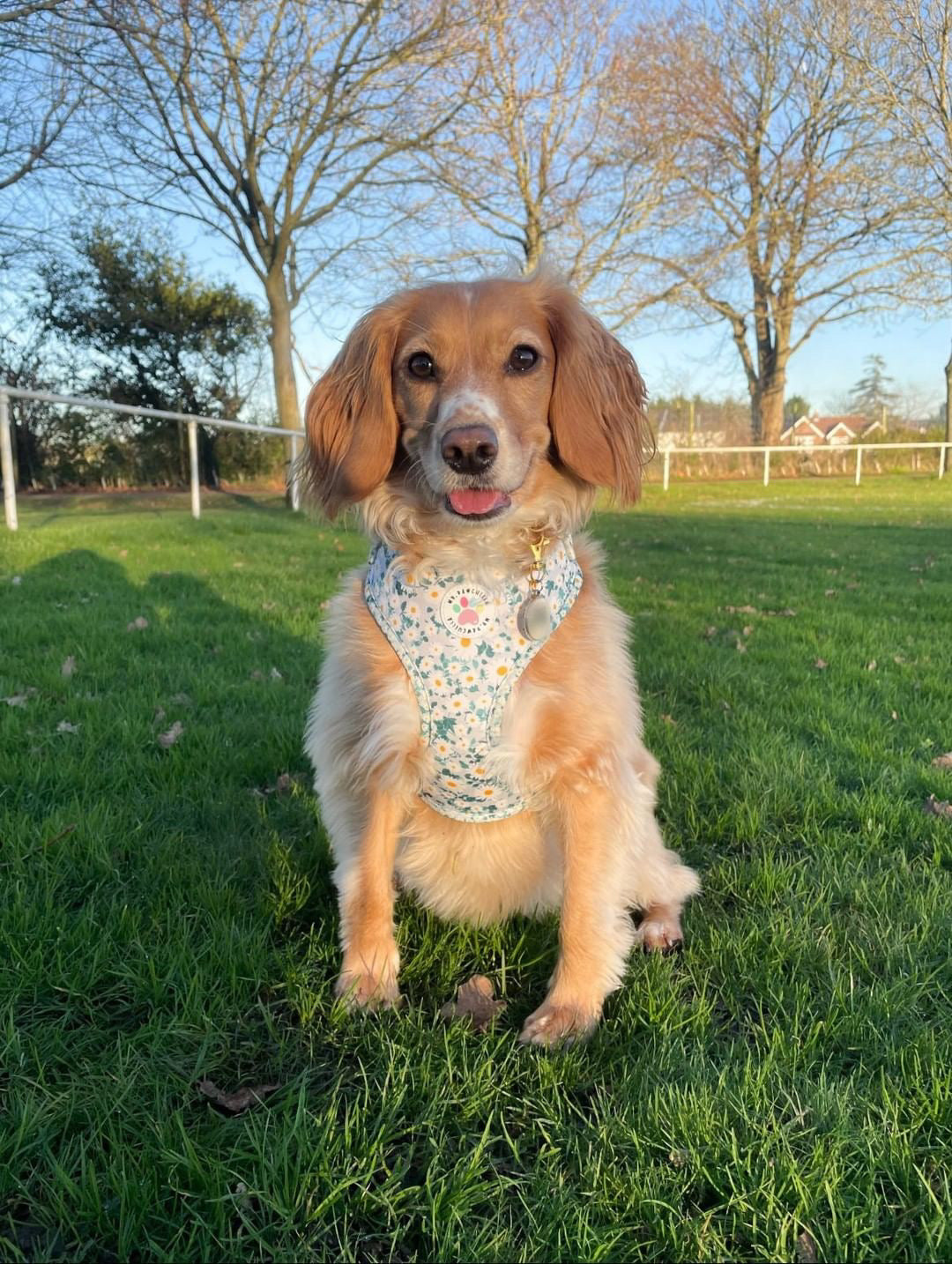 Oh my daisy Harness (7525287330019)